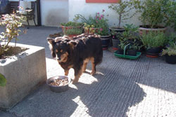 Friend of Sam Boarding Kennels Cloonascragh Tuam County Galway Ireland