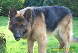 A visitor at Friend of Sam Boarding Kennels Cloonascragh Tuam County Galway Ireland