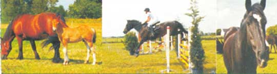 Bluemeadow Equestrian Centre Cummer Tuam County Galway